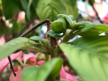Close-up of plant