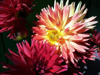 Close-up of honey bee on flowers