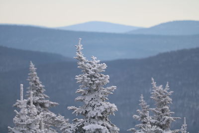 Close-up of snow on tree mountains against sky