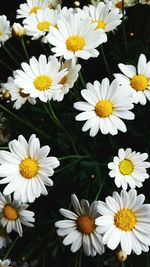 Close-up of daisy flowers