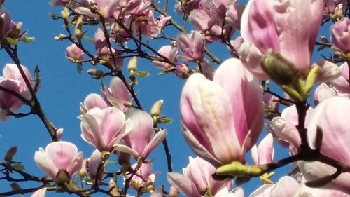 Low angle view of fresh flowers blooming against sky