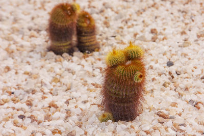 High angle view of succulent plant on field