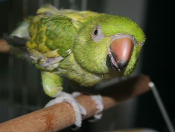 Close-up of parrot