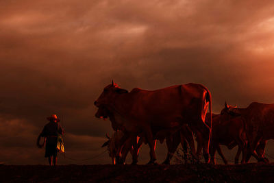 Rear view of farmer walking with cows on field