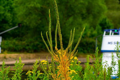 Close-up of plants growing on field