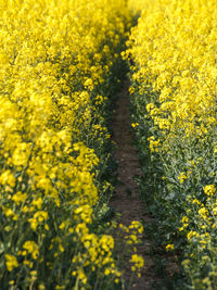 Close-up of oilseed rape plants growing in field