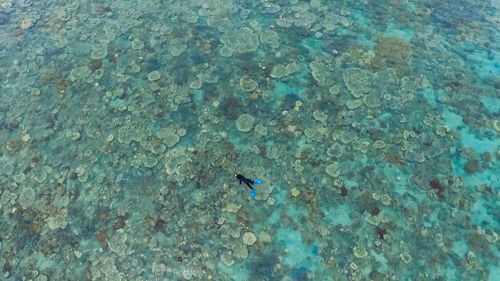 High angle view of turtle in water