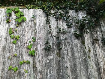 Close-up of tree trunk