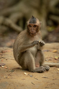 Long-tailed macaque sits eating with both paws.jpg