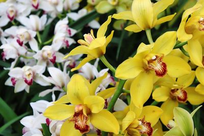 Close-up of yellow flowering plant