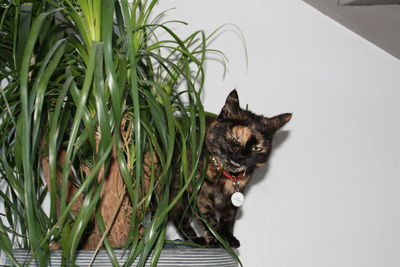 Tortoiseshell cat standing on potted plant against wall