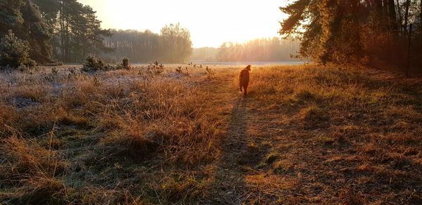 View of an animal on field