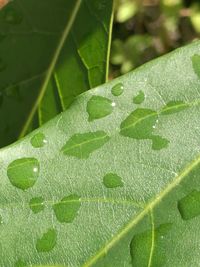 Macro shot of leaf