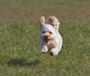 Close-up of puppy on grassy field