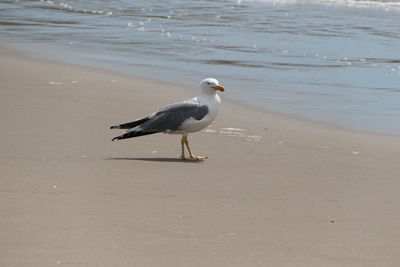 Seagull perching on beach