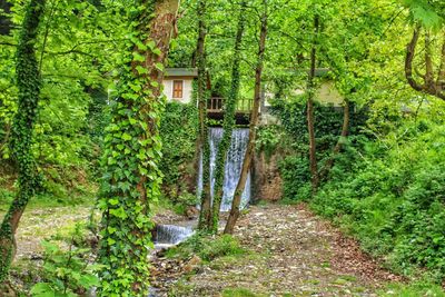 Footpath amidst trees and plants in forest