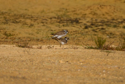 Bird perching on a field