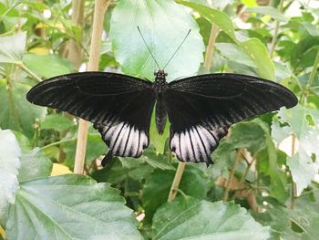 Butterfly on leaf