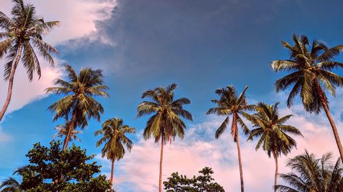 Low angle view of palm trees against sky