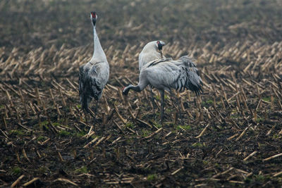 Gray herons walking on field