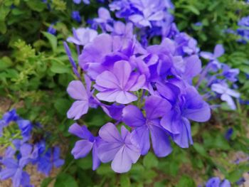 Close-up of purple flowering plant