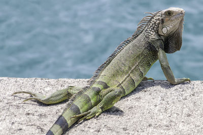 Close-up of lizard on rock