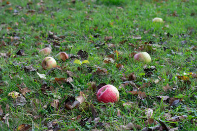 High angle view of pumpkins on field