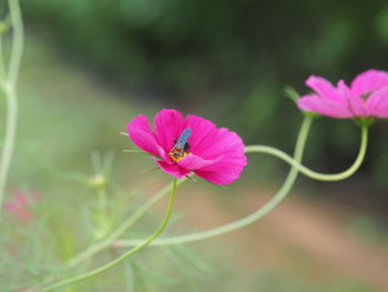 Close-up of pink flowering plant