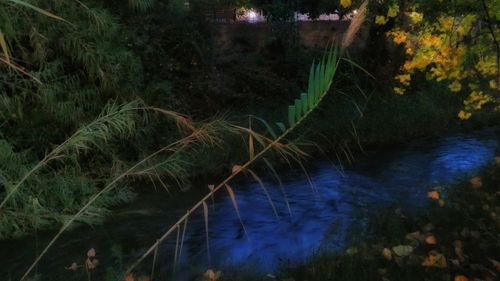 Reflection of trees in lake at night