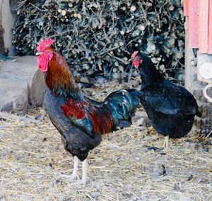 Side view of a rooster