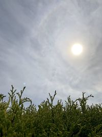 Low angle view of plants against sky