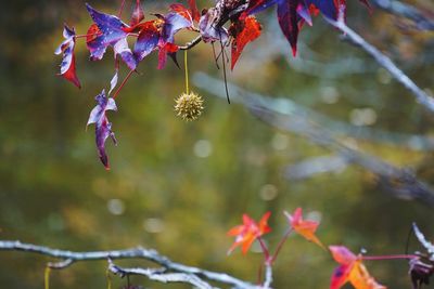 Close-up of autumn leaves on tree