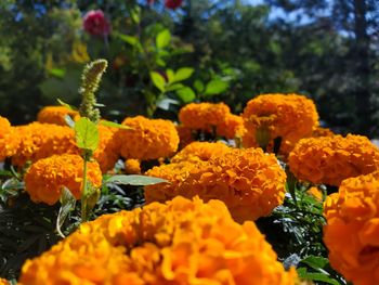 Close-up of yellow flowers