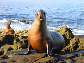 Close-up of sea lion on beach