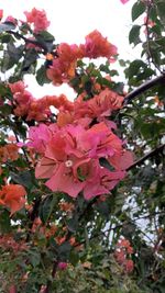 Close-up of pink flowering plant