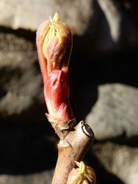 Close-up of pumpkin on wood