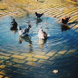 High angle view of ducks swimming in lake