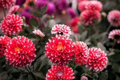 Close-up of pink flowers