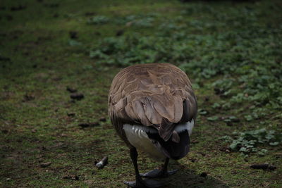 Close-up of swan perching on field