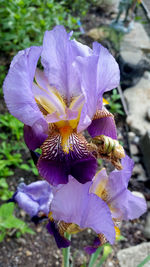 Close-up of purple flowers blooming outdoors