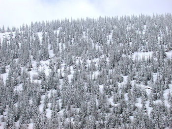 Pine trees in forest during winter