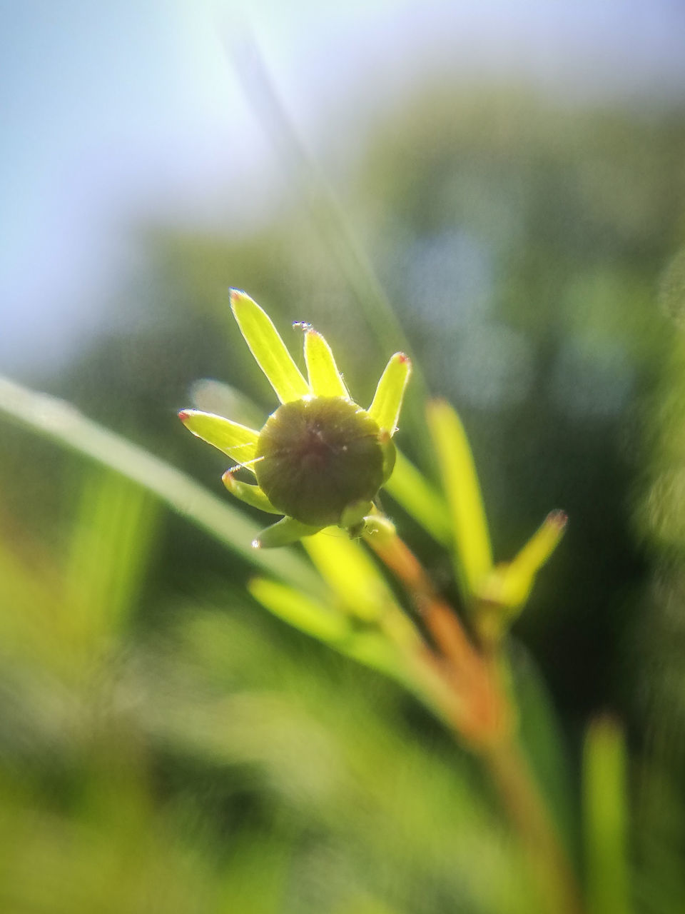 CLOSE-UP OF YELLOW FLOWER