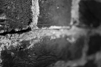 Close-up of leaves against blurred background