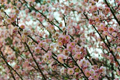 Low angle view of apple blossoms in spring