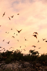 Silhouette birds flying against sky during sunset