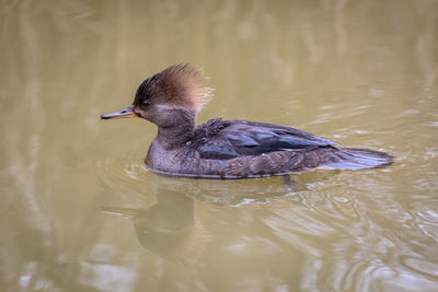 Female hooded merganser duck swimming in lake