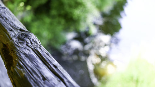 Close-up of tree trunk