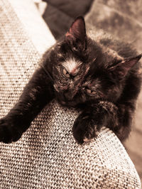 High angle view of cat relaxing