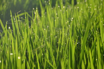 Close-up of water drops on grass in field