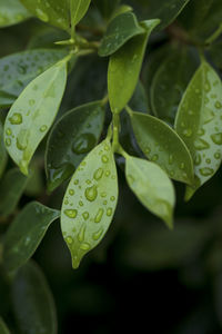 Close-up of wet plant leaves